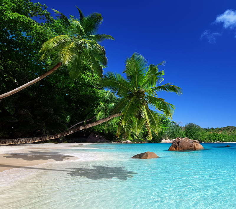 Tropical Beach, beach, palms, paradise, sea, tropical, HD wallpaper