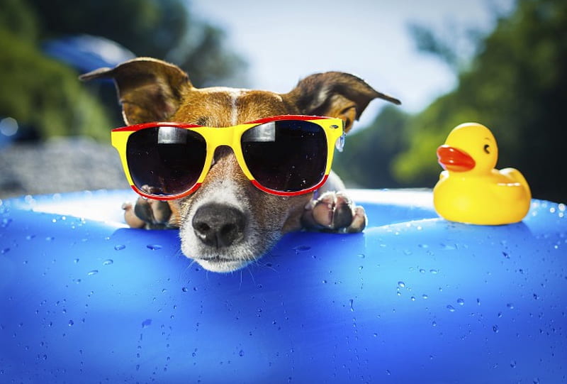 I Love Summer, Too!, sunglasses, rubber duck, summer, yellow, dog, HD wallpaper