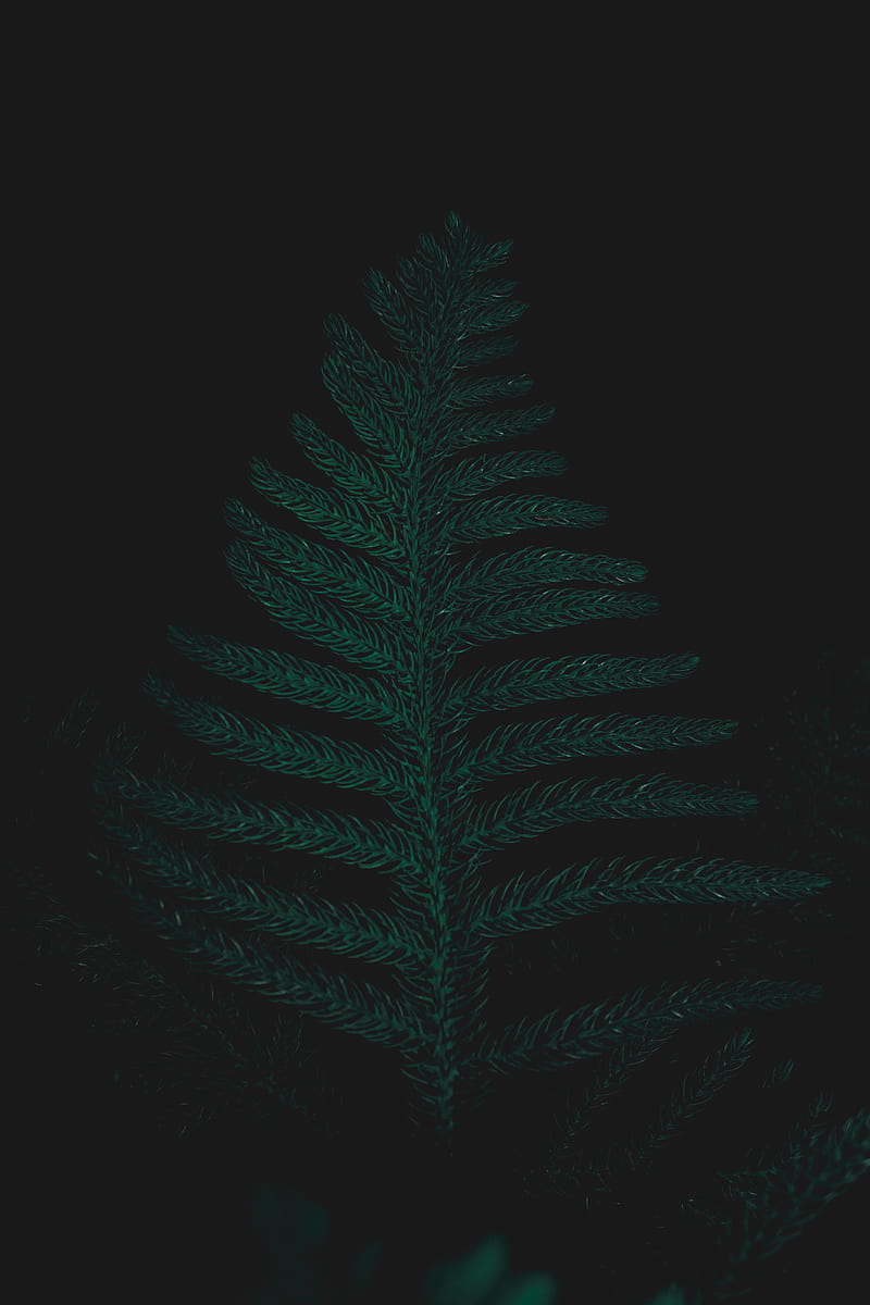 green, dark, leaf, ostrich fern, HD phone wallpaper