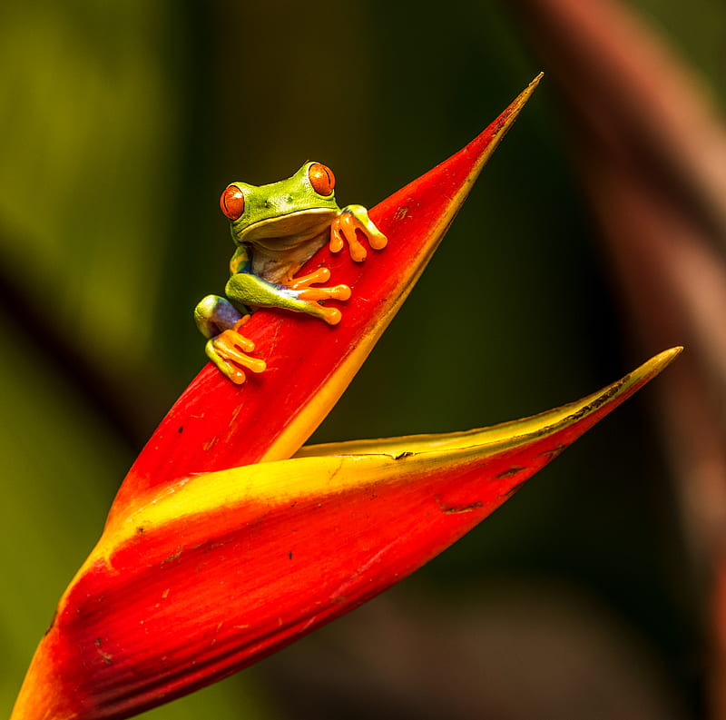green tree frog on red leaf, HD wallpaper