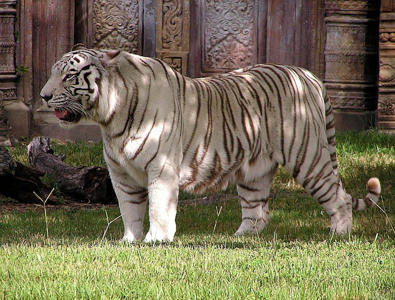 GREAT WHITE TIGER, endangered, predators, temples, rare, giants, cats, HD wallpaper
