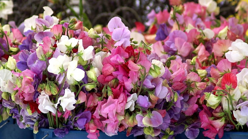 Sweet Pea, colorful, flowers, nature, HD wallpaper
