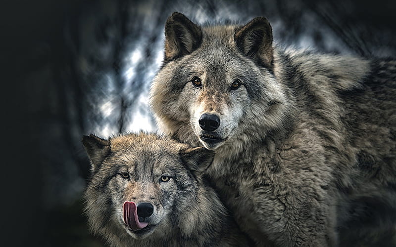 wolf and she-wolf, wildlife, wolves family, bokeh, two wolves, Canis lupus, HD wallpaper