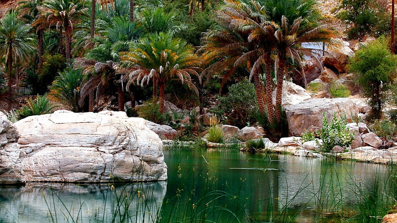 Lush Green Oasis, Oman, oasis, water pool, bonito, deep canyon, Wadi Bani Khalid, natural, palms, HD wallpaper