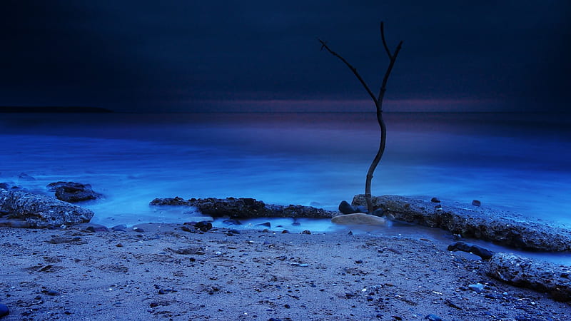 dead sapling on a beach at night, beach, rocks, sapling, sea, night, HD wallpaper