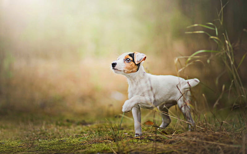Jack Russell Terrier, lawn, puppy, running dog, pets, dogs, cute animals, Jack Russell Terrier Dog, HD wallpaper
