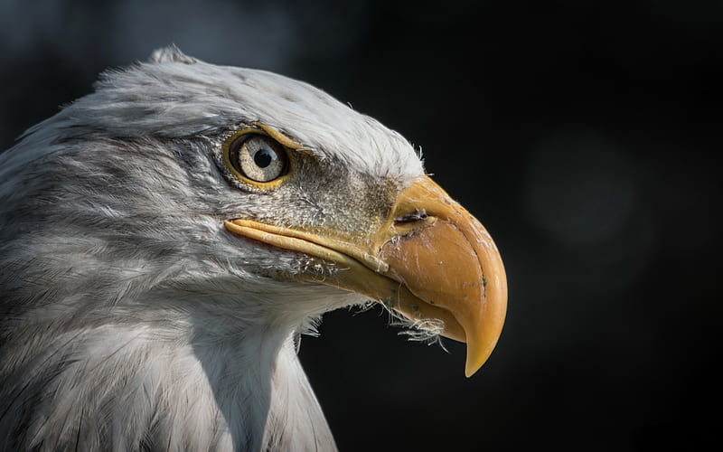 Bald eagle, bird of prey, eagle, North America, HD wallpaper