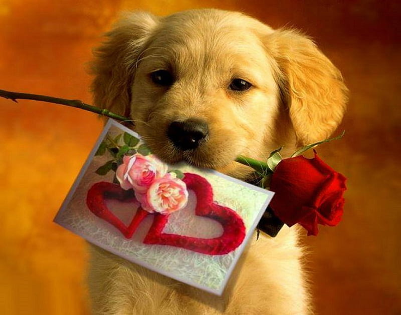 Cute Romantic Dog, red, lovely, romantic, roses, corazones, sweet, cute, love, feelings, True Love, dog, gorgeous, hadacarolina, HD wallpaper
