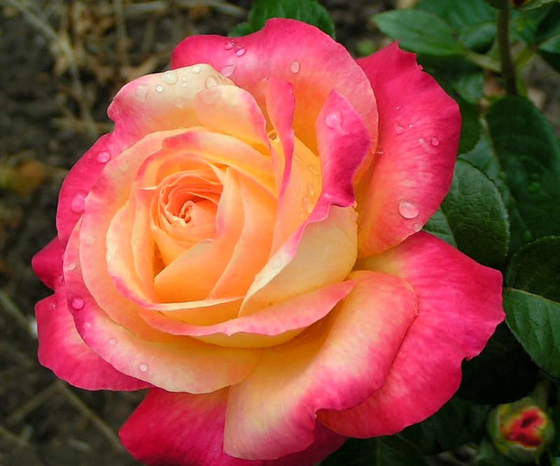 Rose, garden, pink, orange, HD wallpaper | Peakpx