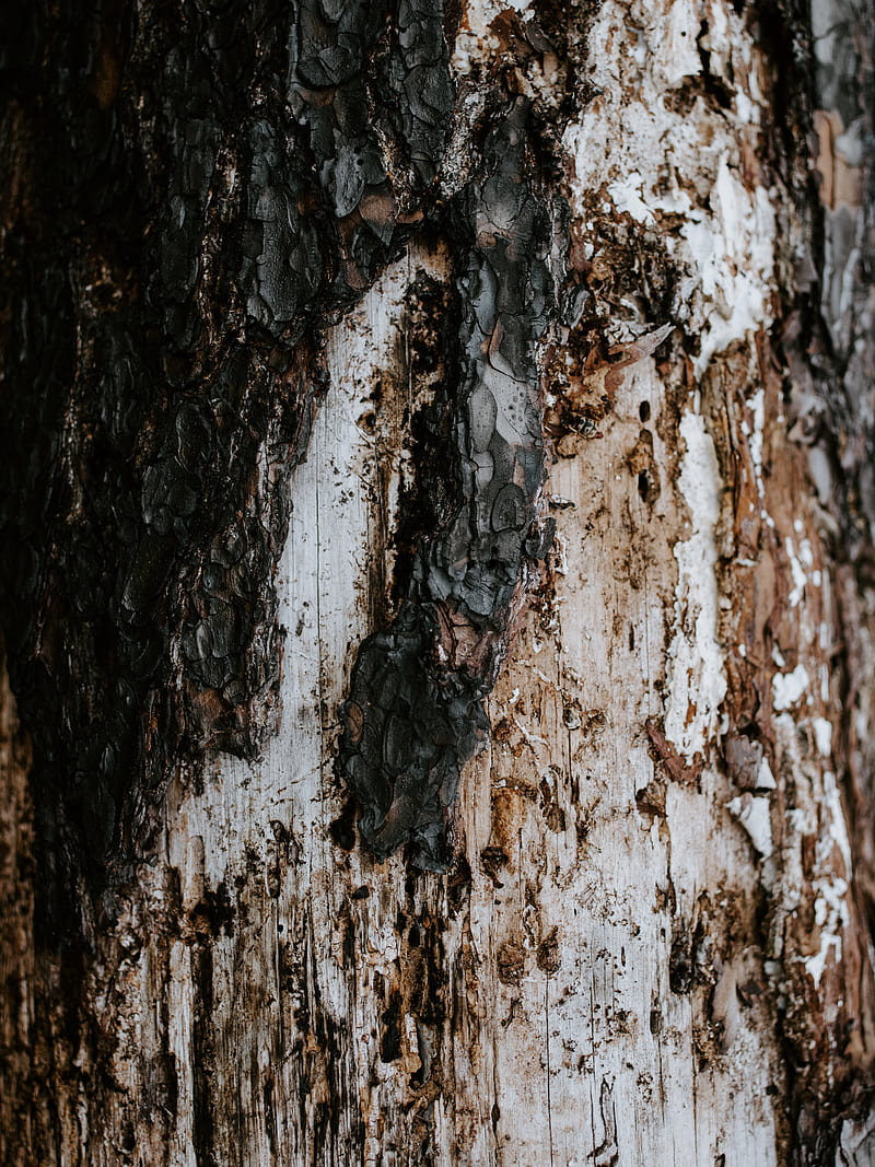 bark, tree, trunk, texture, HD phone wallpaper