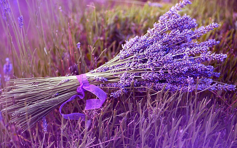 Bouquet Lavender -Landscape with beat, HD wallpaper