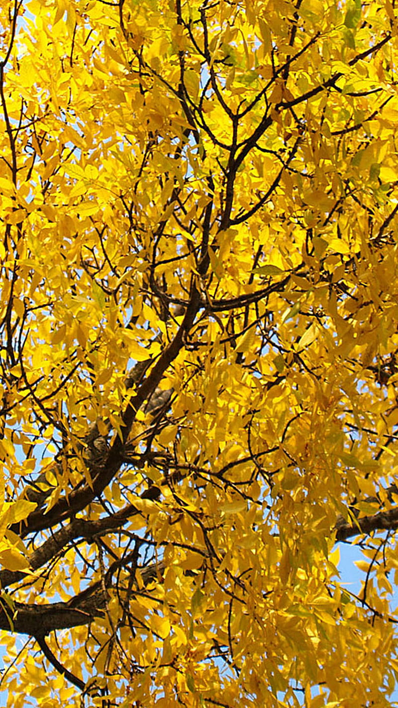 Autumn, tree, HD phone wallpaper | Peakpx