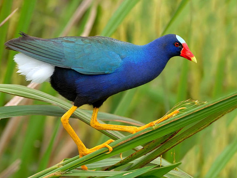 Beautiful Bird, cool, bird, bonito, blue, HD wallpaper Beautiful Bird, cool, bird, bonito, blue, HD wallpaper