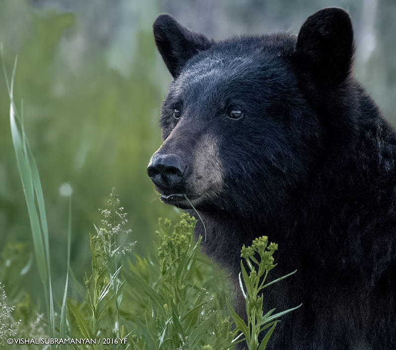 Yellowstone Contest Winners - Yellowstone Forever. Black bear, American black bear, Bear, HD wallpaper