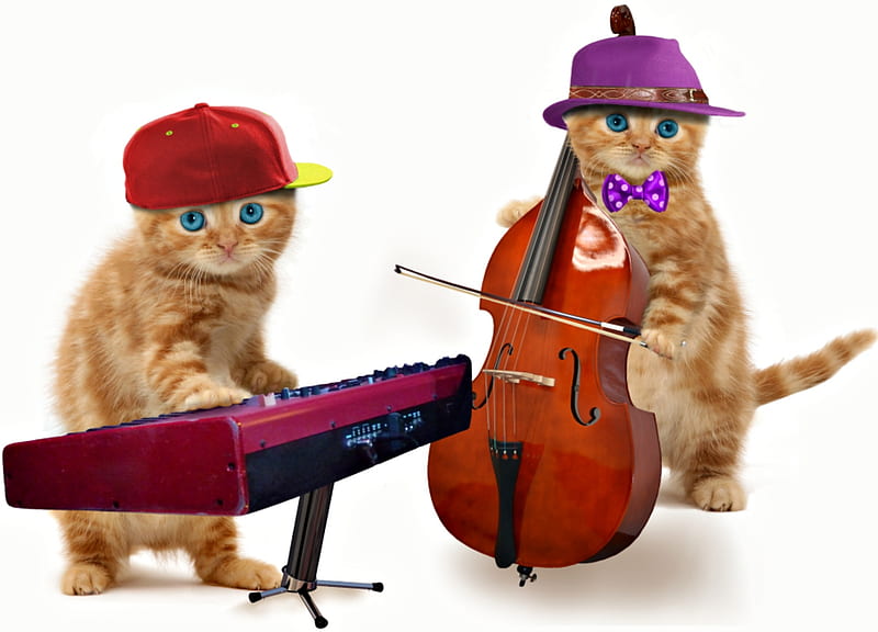 The Kittens, red, bow, animal, cello, instrument, fantasy, couple, pisica, music, cat, creative, hat, piano, cute, purple, kitten, white, HD wallpaper