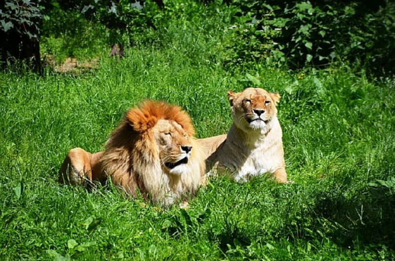 PAIR OF LIONS, FELINES, TWO, CATS, LIONS, HD wallpaper