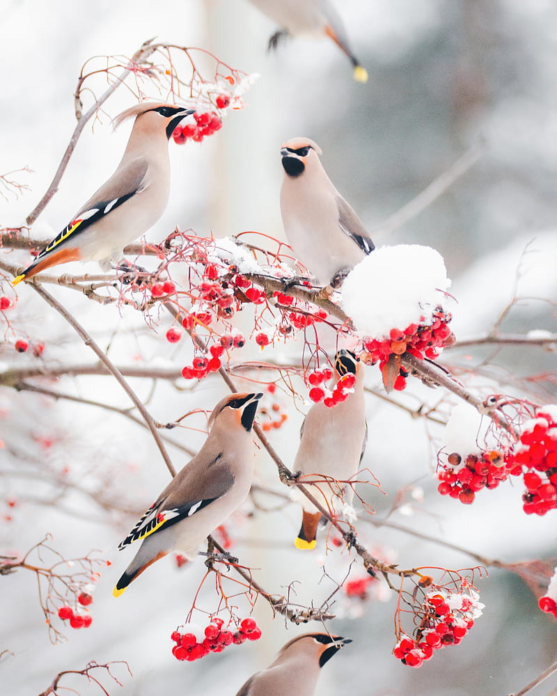 Waxwings Feeding, bird, birds, snow, weather, winter, HD phone wallpaper