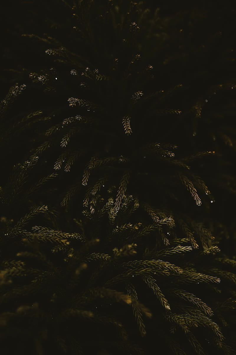 branches, dark, needles, tree, green, HD phone wallpaper