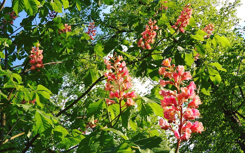 Pink Chestnut Blossoms, tree, pink, Latvia, chestnut, blossoms, spring, HD wallpaper