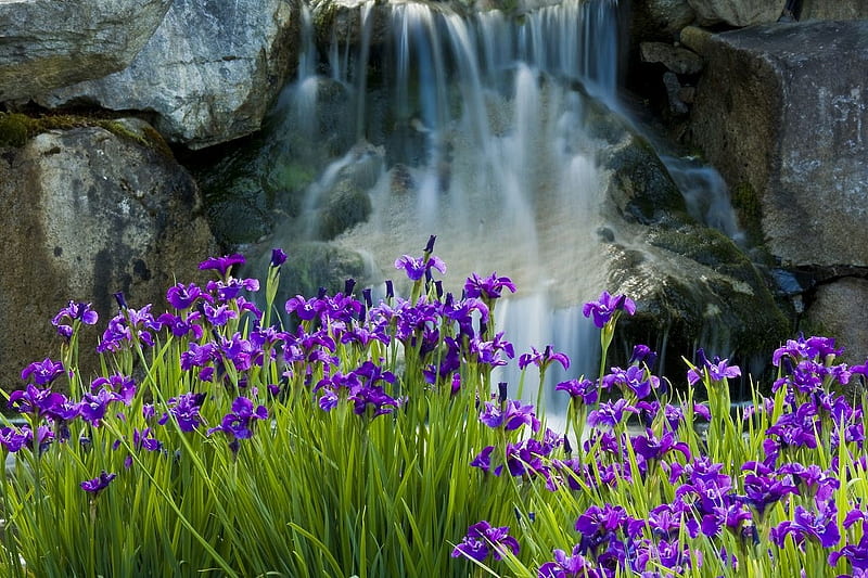Irises near the Waterfall, Iris, Waterfall, Nature, Flower, HD wallpaper