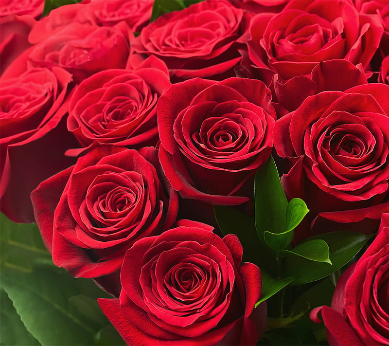 Roses, flowers, superb, HD wallpaper | Peakpx