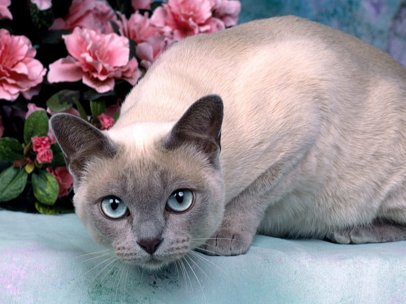 Untitled , tonkinese, siamese, pointed, lilac point, cat, kitten, cats, HD wallpaper