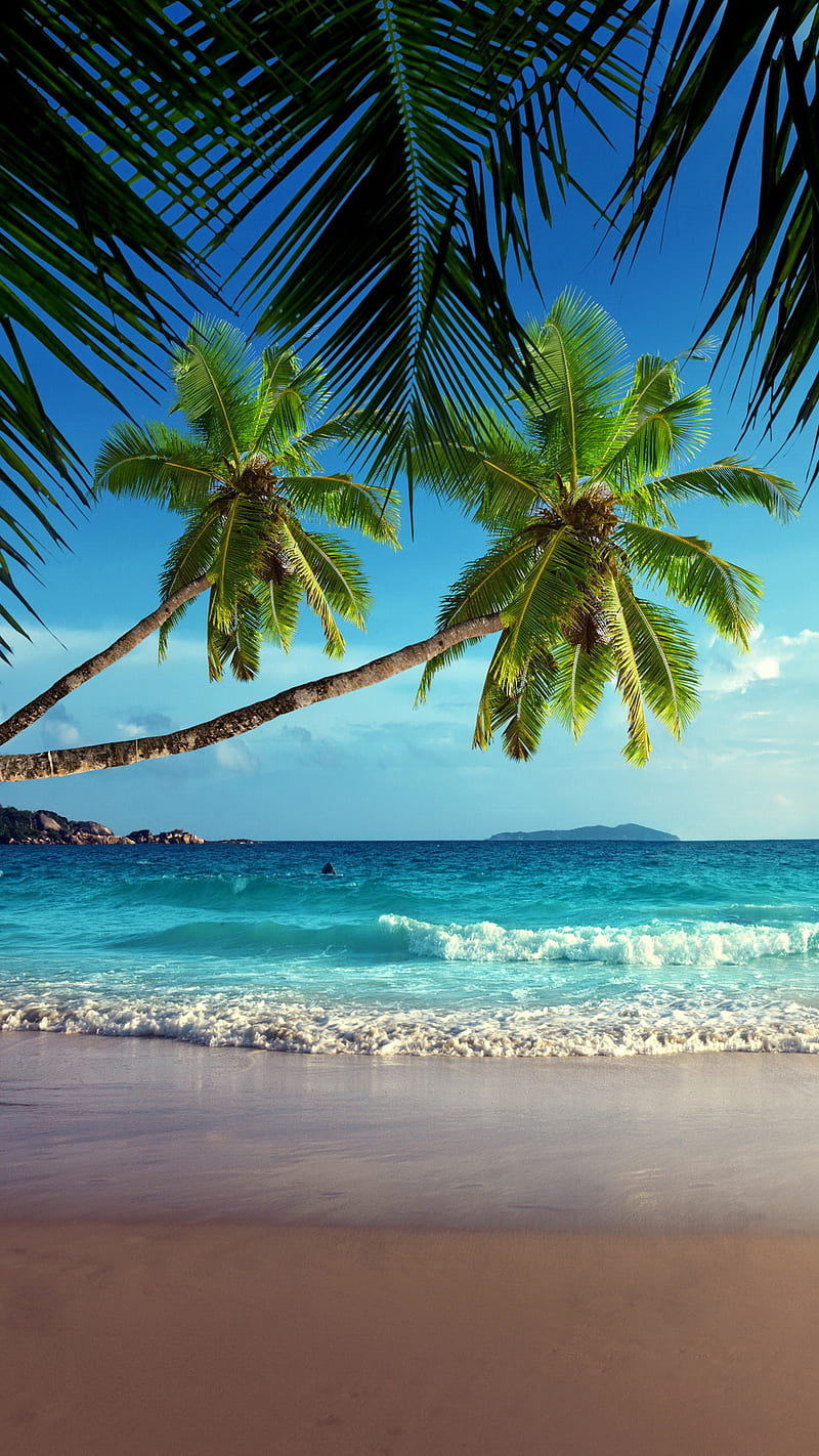 Tropical Beach, palms, sand, sea, HD phone wallpaper
