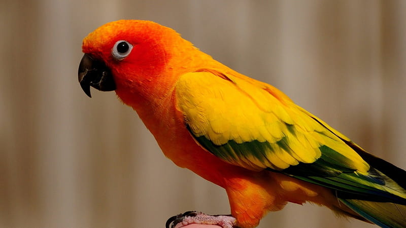 Parrot, bird, orange, yellow, HD wallpaper | Peakpx