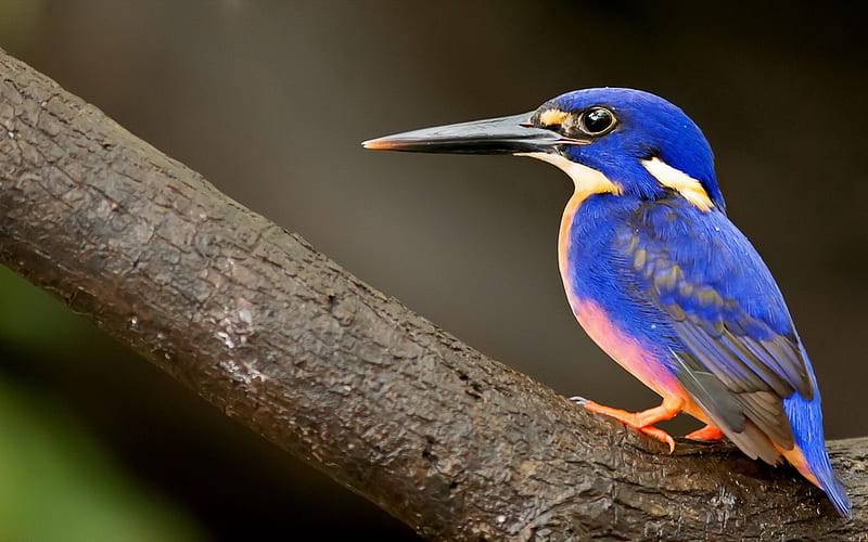Brightly Colored Bird, Bright, Colorful, Blue, Animals, Birds, HD wallpaper