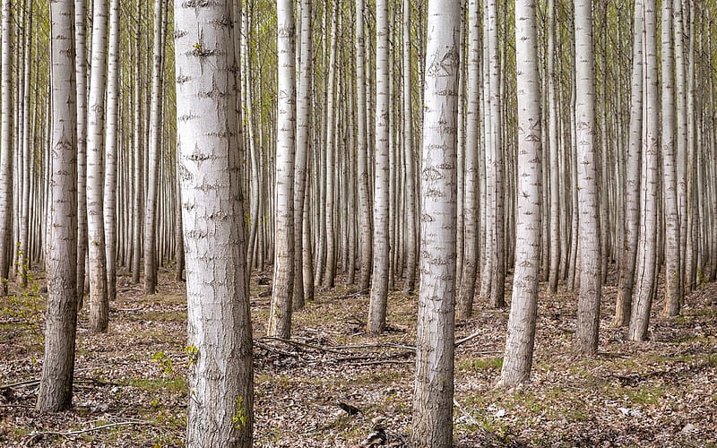 I Can't See the Forest for the Trees, forest, birch, nature, trees, HD wallpaper