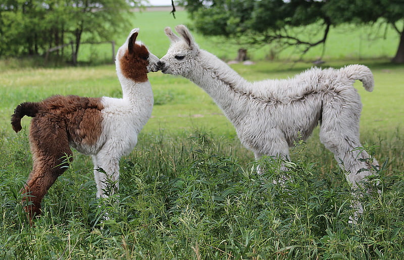 Baby Llama's, two, brow, llams, fields, baby, white, HD wallpaper