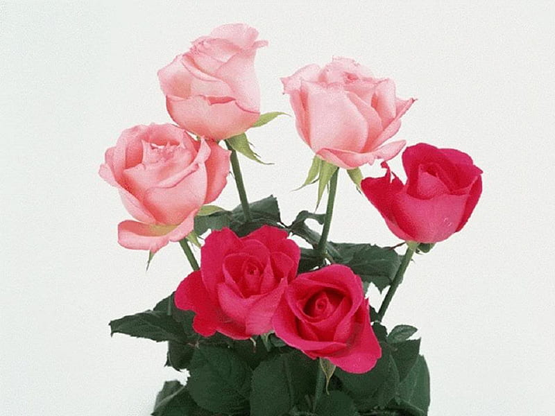 Pink n Red Roses, red, six, romance, love, boquet, roses, pink, HD wallpaper