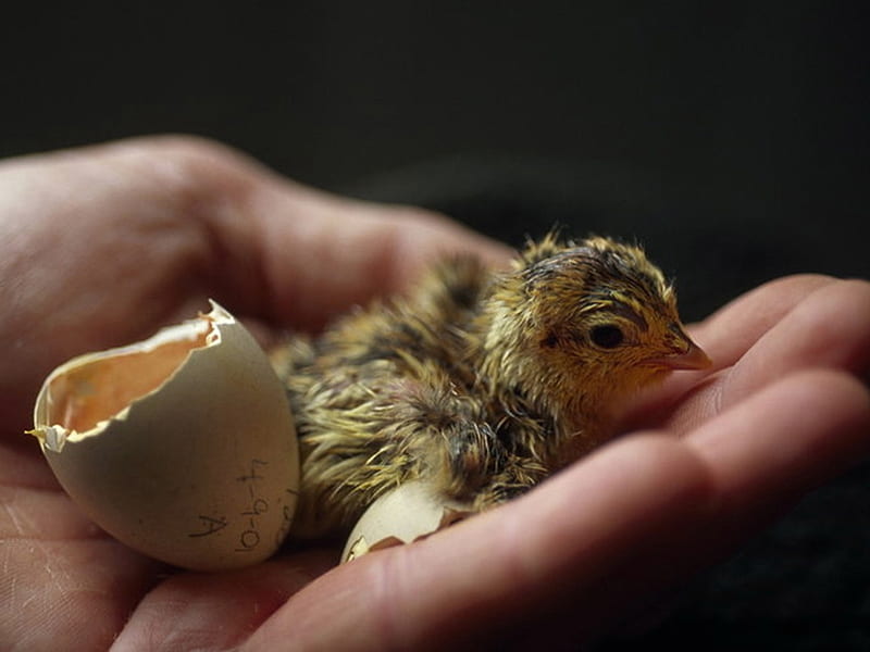 Just hatched chick, chicks, animals, HD wallpaper