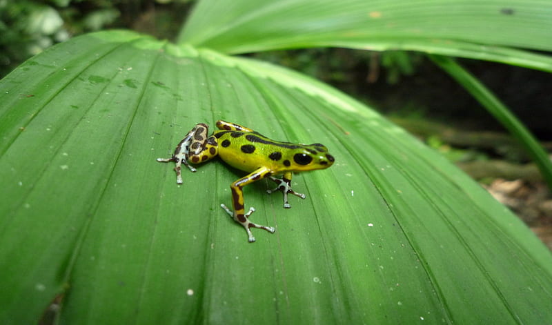 Spotted Frog, legs, black, leaf, frog, spots, green, nature, eyes, animals, HD wallpaper