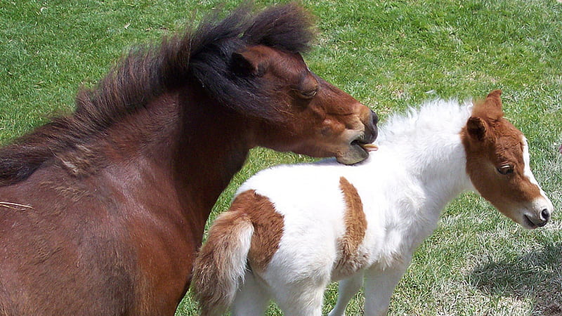Shetland Ponies, nature, pets, animals, horses, HD wallpaper