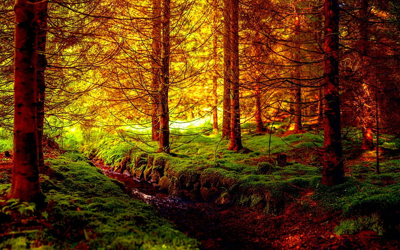 GOLDEN FOREST, drain, forest, autumn, nature, HD wallpaper