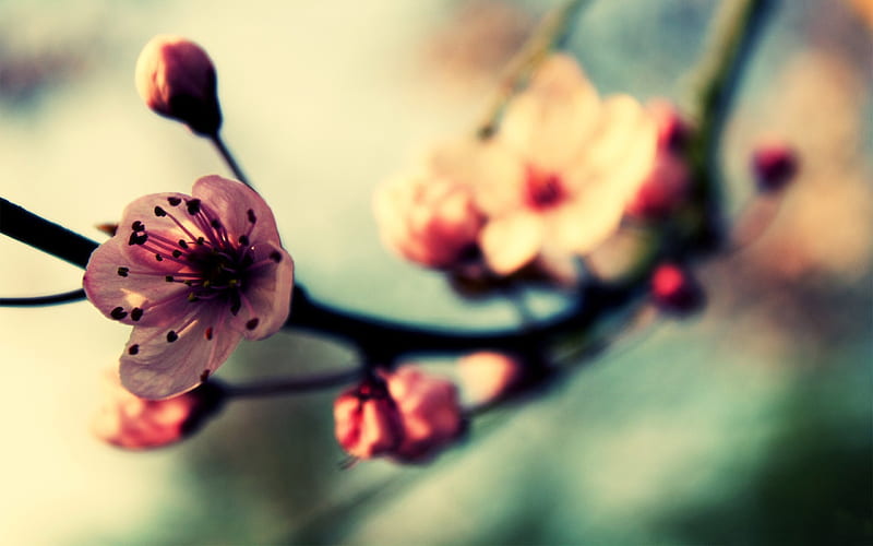 Beautiful Japanese cherry blossom season 08, HD wallpaper