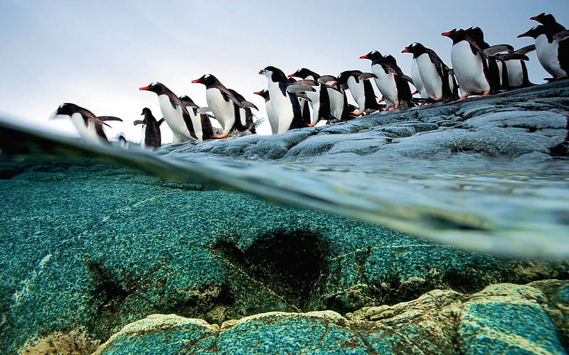 Gentoo penguins in Antarctica-MAC OS X Mountain Lion, HD wallpaper