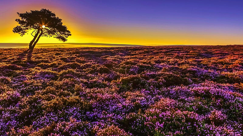 Yorkshire, North York Moors National Park, England, sky, tree, heather, landscape, colors, uk, HD wallpaper