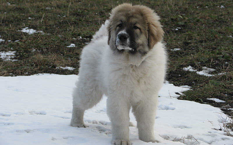 Caucasian Shepherd Dog, puppy, white fluffy dog, snow, caucasus, domestic dogs, Russia, HD wallpaper