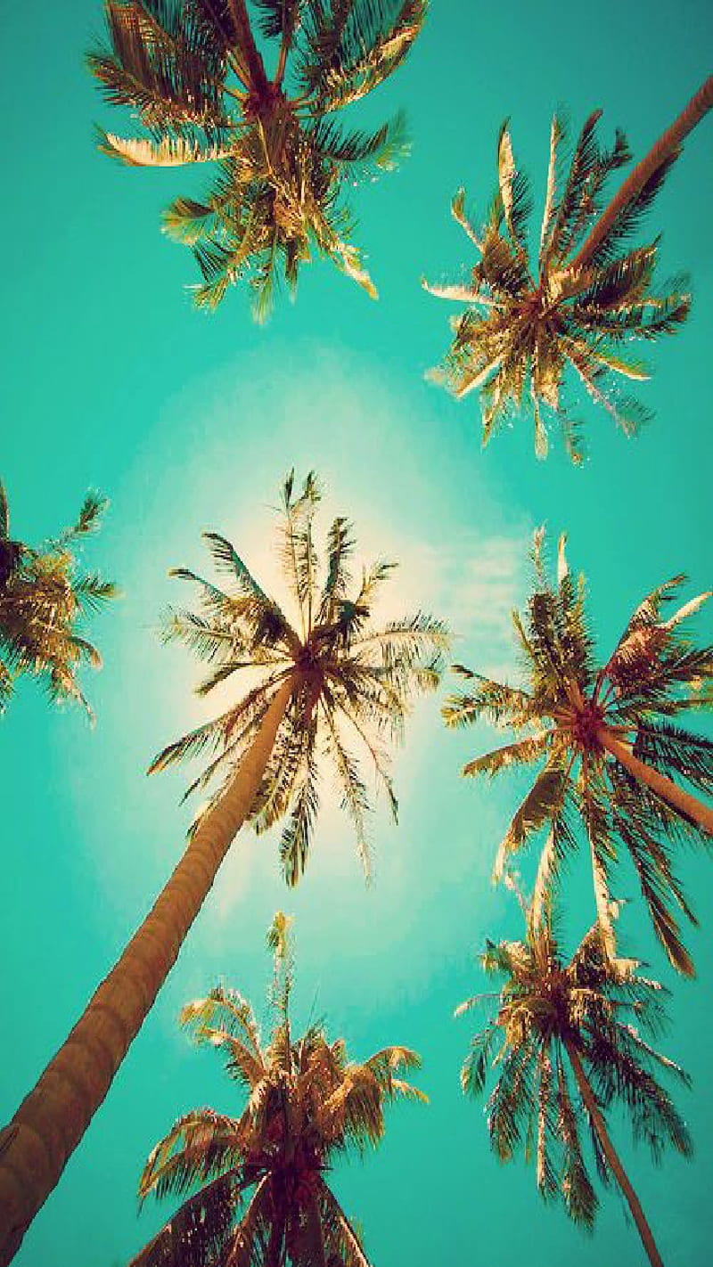 Treetop, palm tree, sky, looking, view, sun, clouds, HD phone wallpaper