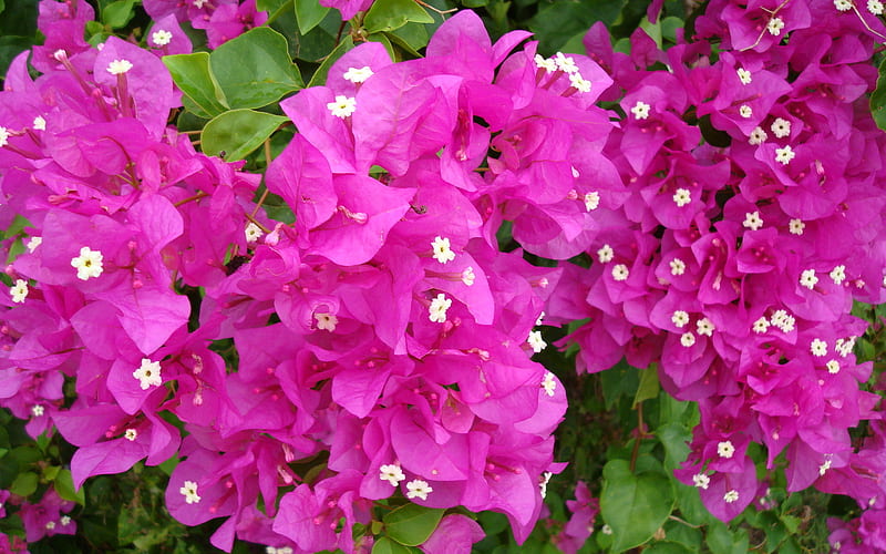 Bougainvillea fuschia colored flowers.., passion, bonito, brightness, prosperity, HD wallpaper