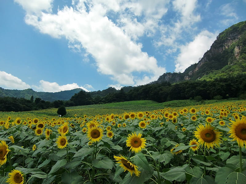 campo de girasoles ***, girasoles, flor, flores, cielo, campo, azul, natura,  Fondo de pantalla HD | Peakpx