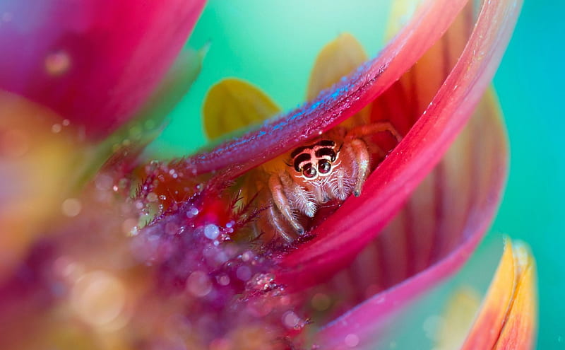 Spider, green, water drops, macro, flower, insect, dew, pink, HD wallpaper