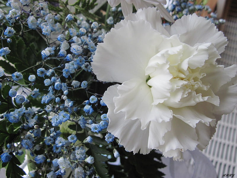 Bouquet of blue flowers, graphy, green, flowers, white, blue, HD