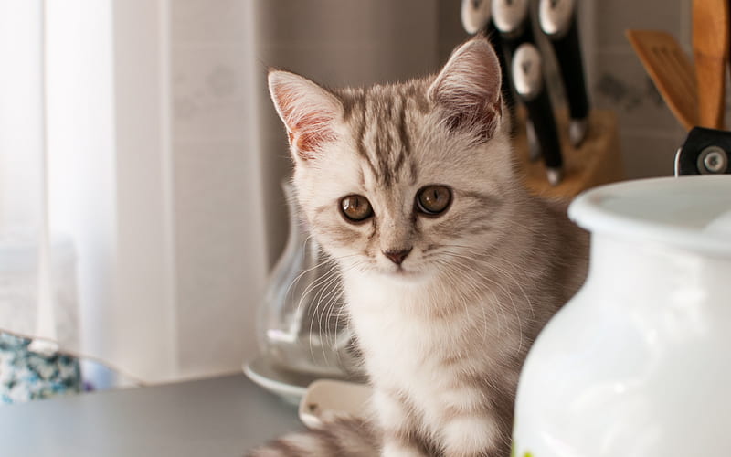 small gray kitten, cute cat, pet, cats, little cats, HD wallpaper