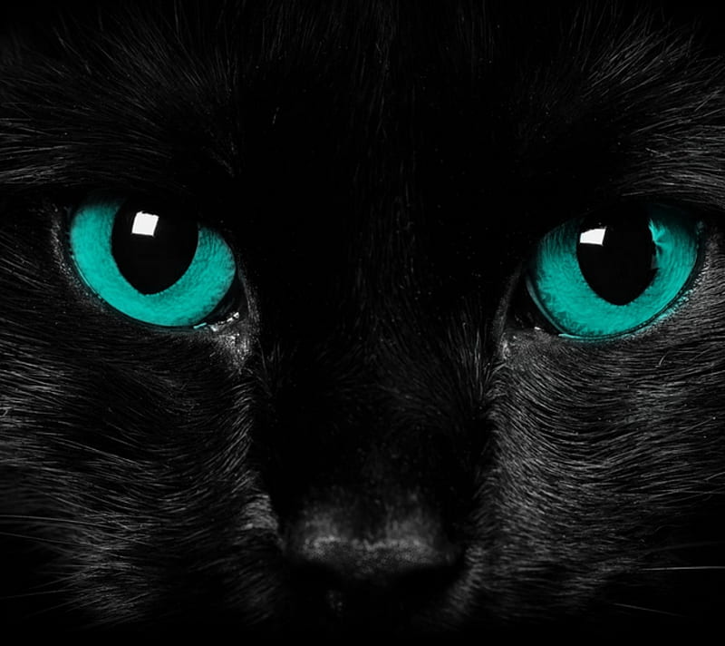 Cat Eyes, cat, dark, eyes, turquoise, HD wallpaper