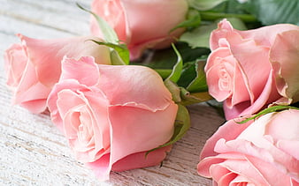 rose, a bouquet of roses, beautiful flowers, bouquet, pink roses, roses, HD wallpaper