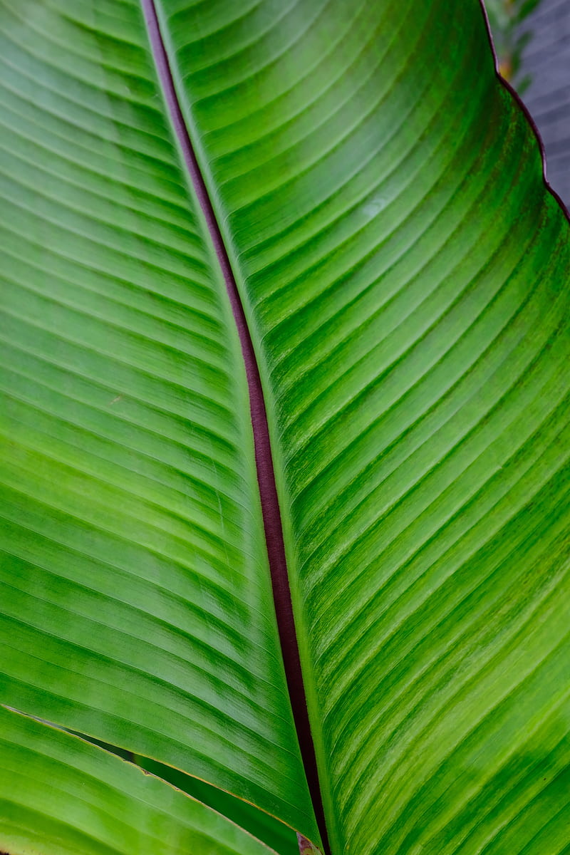 palm leaf, HD phone wallpaper
