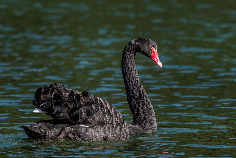 SWAN, WINGS, FEATHERS, WAVES, WATER, HD wallpaper | Peakpx